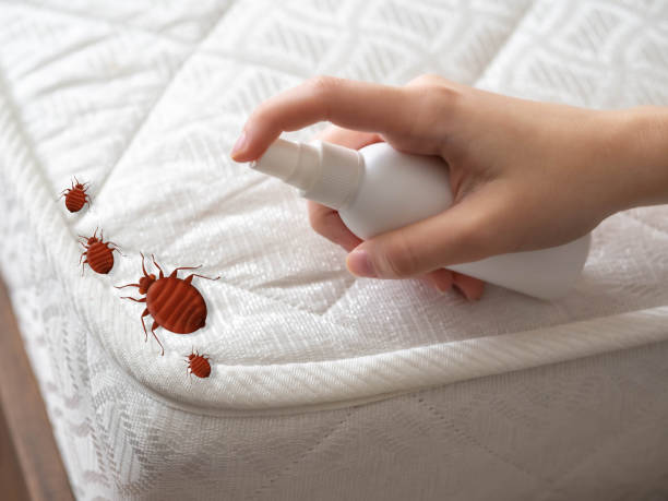 Best Wasp Removal Services  in Frankton, IN