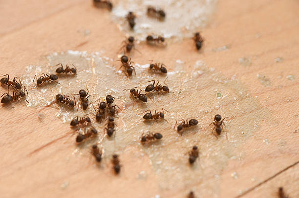 Professional Pest Control in Frankton, IN